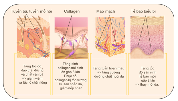 Tai tao da va tri nam